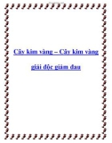 Cây kim vàng – Cây kim vàng giải độc giảm đau