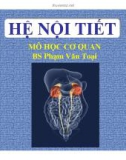 Giải phẫu bệnh: Hệ nội tiết