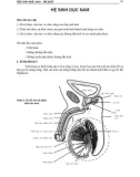 Bài giảng Mô phôi: Hệ sinh dục nam