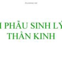 Bài giảng Giải phẫu sinh lý hệ thần kinh