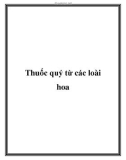 Thuốc quý từ các loài hoa