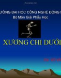 Bài giảng Xương chi dưới - GV. Vũ Văn Tiến