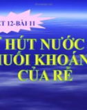 Bài giảng Sinh học 6 bài 11: Sự hút nước và muối khoáng của rễ