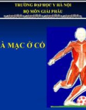 Bài giảng Giải phẫu: Cơ và mạc ở cổ - ĐH Y Hà Nội