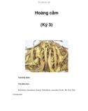 Đại cương Hoàng cầm (Kỳ 3)