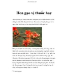 Hoa gạo vị thuốc hay