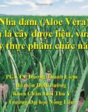 Nha đam vừa là cây dược liệu, vừa là cây thực phẩm chức năng (TS. Dương Thanh Liêm)