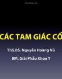 Bài giảng Giải phẫu học: Các tam giác cổ - ThS.BS. Nguyễn Hoàng Vũ