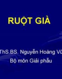 Bài giảng Giải phẫu học: Ruột già - ThS.BS. Nguyễn Hoàng Vũ