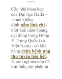 công dungj của nấm linh chi