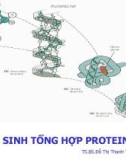 Bài giảng: SINH TỔNG HỢP PROTEIN