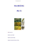 MA HOÀNG (Kỳ 2)