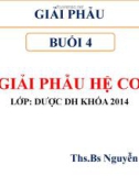 Bài giảng Giải phẫu: Buổi 4 - ThS.BS. Nguyễn Duy Tài