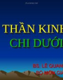 THẦN KINH CHI DƯỚI