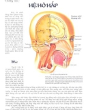 giải phẫu học: phần 2