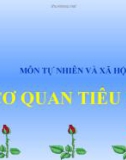 Bài giảng Cơ quan tiêu hóa - Tự nhiên xã hội 2 - GV. N.T.Sỹ