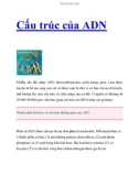 Cấu trúc của ADN