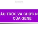 CẤU TRÚC VÀ CHỨC NĂNG CỦA GENE