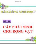 Bài giảng Sinh học 7 - Bài 56: Cây phát sinh trong giới động vật