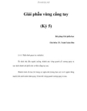 Giải phẫu vùng cẳng tay (Kỳ 5)