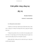 Giải phẫu vùng cẳng tay (Kỳ 4)