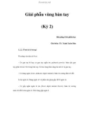 Giải phẫu vùng bàn tay (Kỳ 2)