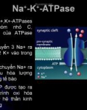 Bài giảng: Màng tế bào