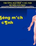 Bài giảng Giải phẫu: Ba động mạch cảnh - ĐH y Hà Nội