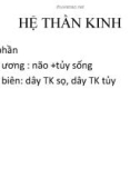 Bài giảng: Hệ thần kinh