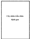 Cây nhân trần chữa bệnh gan