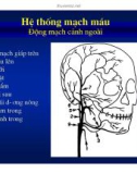 Giải phẫu thần kinh đối chiếu chẩn đoán Hình ảnh part 4