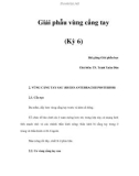 Giải phẫu vùng cẳng tay (Kỳ 6)