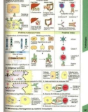 Atlas de poche d immunologie - part 6