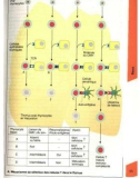 Atlas de poche d immunologie - part 2