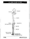Thực hành giải phẫu chi trên - chi dưới: Phần 2