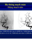 Giải phẫu thần kinh đối chiếu chẩn đoán Hình ảnh part 5