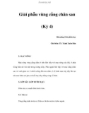 Giải phẫu vùng cẳng chân sau (Kỳ 4)