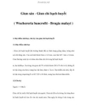 Giun sán - Giun chỉ bạch huyết ( Wuchereria bancrofti - Brugia malayi )