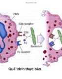 Bài giảng bệnh học viêm part 6