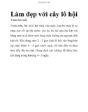 Làm đẹp với cây lô hội