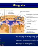 Bài giảng : Giải phẫu thần kinh đối chiếu chẩn đoán Hình ảnh part 2