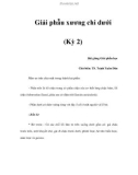 Giải phẫu xương chi dưới (Kỳ 2)