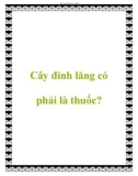 Cây đinh lăng có phải là thuốc?