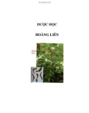 Dược học - Hoàng Liên