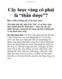 Cây lược vàng có phải là 'thần dược'?