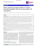 Báo cáo y học: Mucin granule-associated proteins in human bronchial epithelial cells: the airway goblet cell 'granulome'