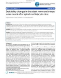 Báo cáo y học: Excitability changes in the sciatic nerve and triceps surae muscle after spinal cord injury in mice.