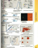 Atlas de poche d immunologie - part 4