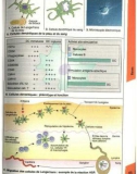 Atlas de poche d immunologie - part 3