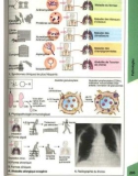 Atlas de poche d immunologie - part 8